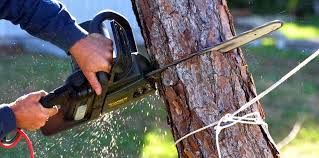 Best Hazardous Tree Removal  in Abbotsford, WI