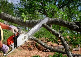 Best Emergency Tree Removal  in Abbotsford, WI