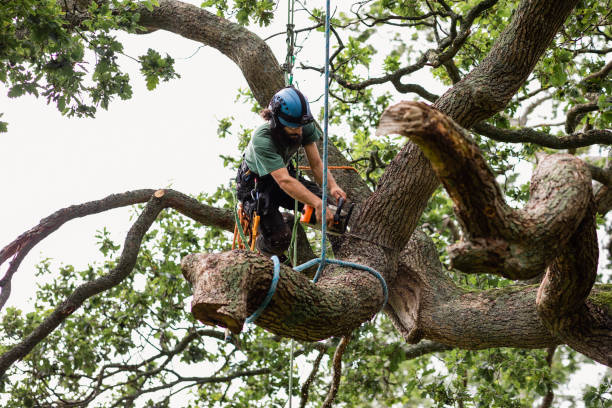 Best Tree Cabling and Bracing  in Abbotsford, WI