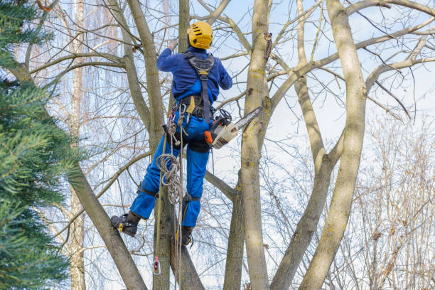 Best Arborist Consultation Services  in Abbotsford, WI