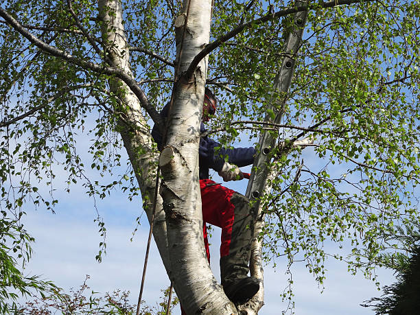 Best Commercial Tree Services  in Abbotsford, WI