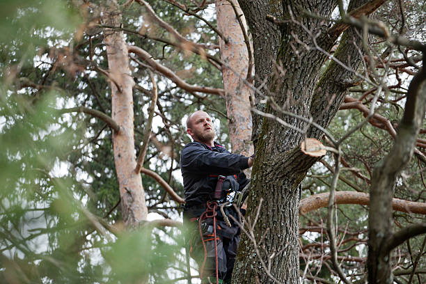 Best Root Management and Removal  in Abbotsford, WI